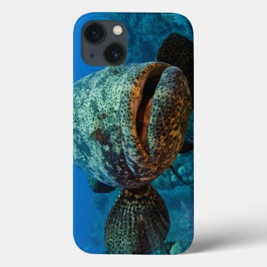 Atlantischer Goliath-Barsch Case-Mate iPhone Hülle (Rückseite)