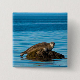 Atlantischer Hafenrobbe Button