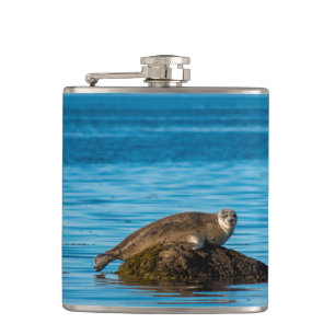 Atlantischer Hafenrobbe Flachmann