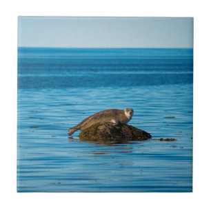 Atlantischer Hafenrobbe Fliese