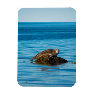 Atlantischer Hafenrobbe Magnet
