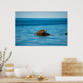 Atlantischer Hafenrobbe Poster (Küche)