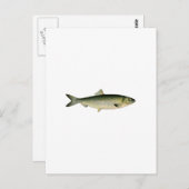 Atlantischer Hering Postkarte (Vorne/Hinten)