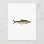 Atlantischer Hering Postkarte (Vorderseite)