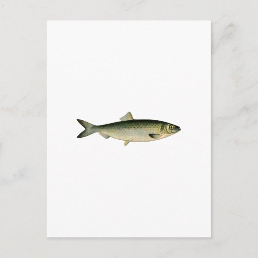 Atlantischer Hering Postkarte (Vorderseite)