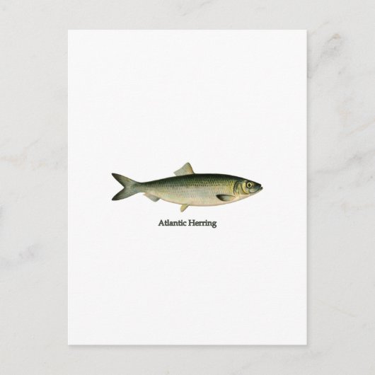 Atlantischer Hering Postkarte (Vorderseite)