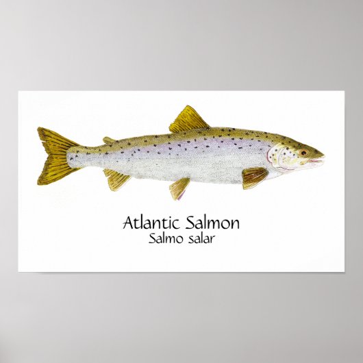 Atlantischer Lachs Kunst Poster (Vorne)