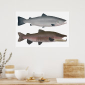 Atlantischer Lachs - Phasen des Ozeans und des Lai Poster (Küche)
