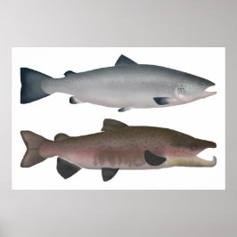 Atlantischer Lachs - Phasen des Ozeans und des Lai Poster