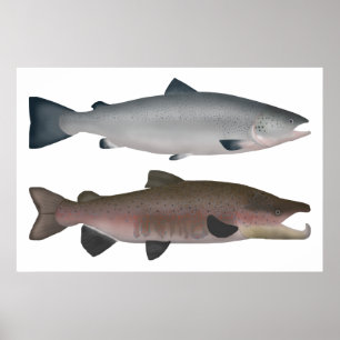 Atlantischer Lachs - Phasen des Ozeans und des Lai Poster