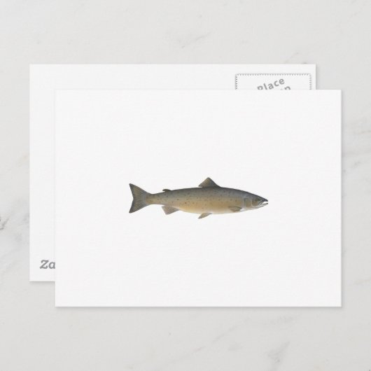 Atlantischer Lachs Postkarte (Vorne/Hinten)