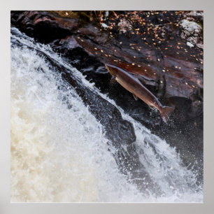 Atlantischer Lachslachs Poster