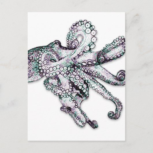 Atlantischer Oktopus Postkarte (Vorderseite)