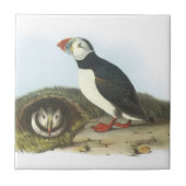 Atlantischer Papageientaucher durch Audubon Fliese (Vorderseite)