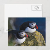 Atlantischer Papageientaucher (Fratercula arctica) Postkarte (Vorne/Hinten)