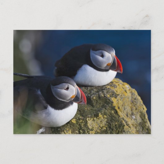 Atlantischer Papageientaucher (Fratercula arctica) Postkarte (Vorderseite)