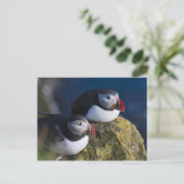 Atlantischer Papageientaucher (Fratercula arctica) Postkarte (Stehend Vorderseite)