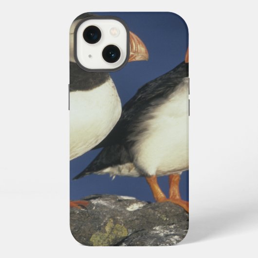 Atlantischer Papageientaucher, Fratercula iPhone Hülle (Rückseite)