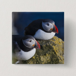 Atlantischer Papageitaucher (Fratercula arctica) 7 Button