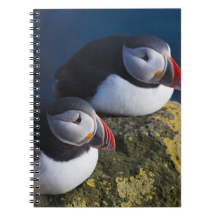 Atlantischer Papageitaucher (Fratercula arctica) 7 Notizblock