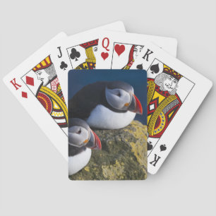 Atlantischer Papageitaucher (Fratercula arctica) 7 Spielkarten