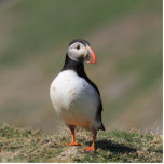 Atlantischer Puffin-Foto-Skulptur Freistehende Fotoskulptur<br><div class="desc">Ein Single Puffin auf die Klippenoberseite auf Skomer Insel.</div>