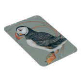 Atlantischer Puffsänger Art Zeichnend Magnet (Rechte Seite)