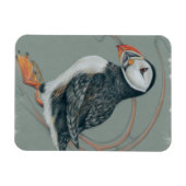 Atlantischer Puffsänger Art Zeichnend Magnet (Horizontal)