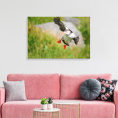 Atlantischer Puffvogel mit Leinwand (Insitu (Wohnzimmer))