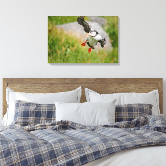 Atlantischer Puffvogel mit Leinwand (Insitu (Schlafzimmer))