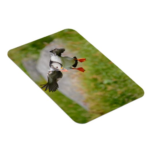 Atlantischer Puffvogel mit rechteckigem Magnet (Rechte Seite)