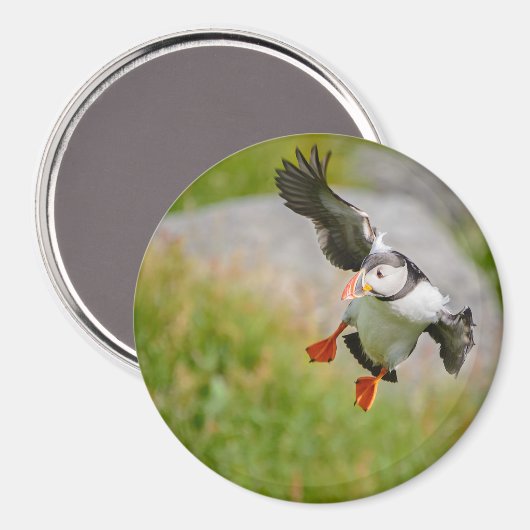Atlantischer Puffvogel mit rundem Magnet (Vorderseite/Rückseite)