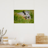 Atlantischer Puffvogel Poster (Küche)