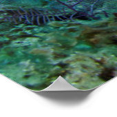 Atlantischer Riesen-Zackenbarsch Poster (Ecke)