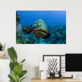Atlantischer Riesen-Zackenbarsch Poster (Heimbüro)