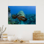 Atlantischer Riesen-Zackenbarsch Poster (Küche)