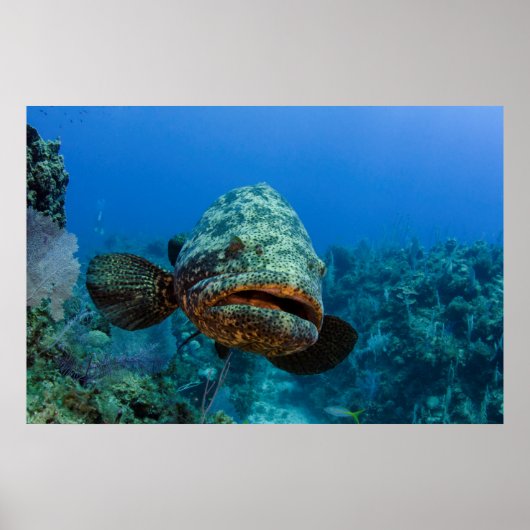Atlantischer Riesen-Zackenbarsch Poster (Vorne)