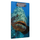 Atlantischer Riesenbarsch Klemmbrett (Rechts)