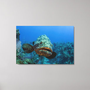 Atlantischer Riesenbarsch Leinwanddruck