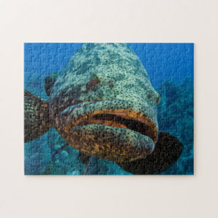 Atlantischer Riesenbarsch Puzzle