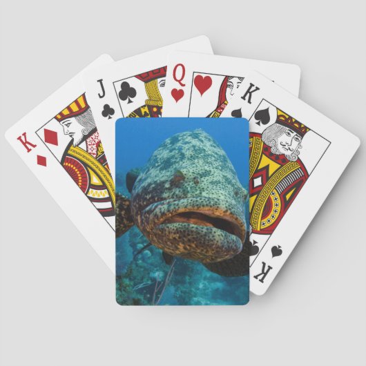 Atlantischer Riesenbarsch Spielkarten (Rückseite)