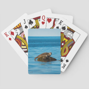Atlantischer Seehund  Spielkarten
