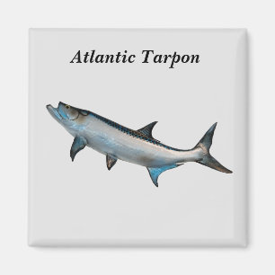 Atlantischer Tarpon-Magnet Magnet