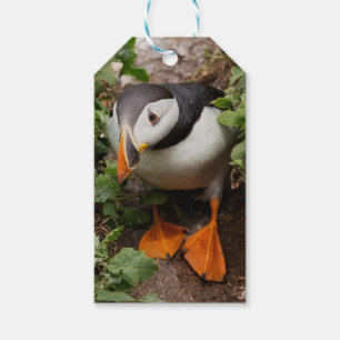 Atlantischer wilder Papageientauchervogel Geschenkanhänger