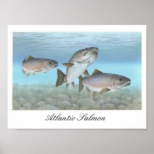 Atlantisches Lachs-Malplakat Poster (Vorne)