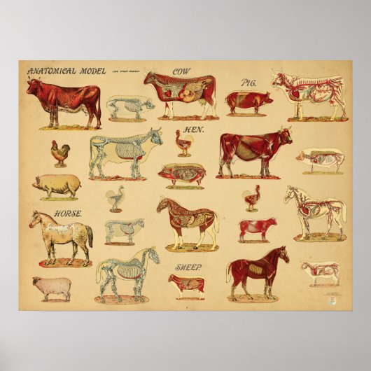 Atlas der Anatomie von Nutztieren Poster (Vorne)