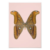 Atlas Moth Fotodruck (Vorne)