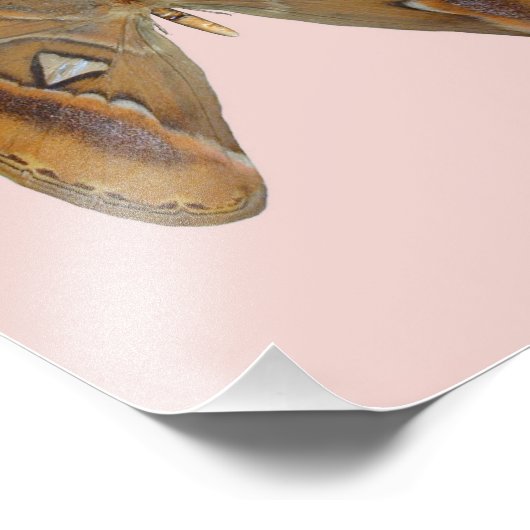 Atlas Moth Fotodruck (Ecke)