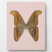 Atlas Moth Fotoplatte (Vorderseite)