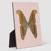 Atlas Moth Fotoplatte (Seite)